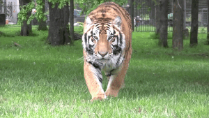 gif tiger loop.gif