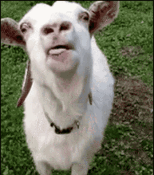 goat-fast.gif