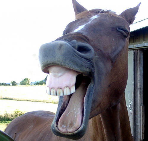 horse-laugh.jpg