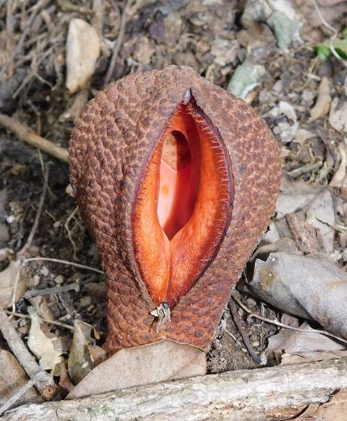 Hydnora2-1.jpg