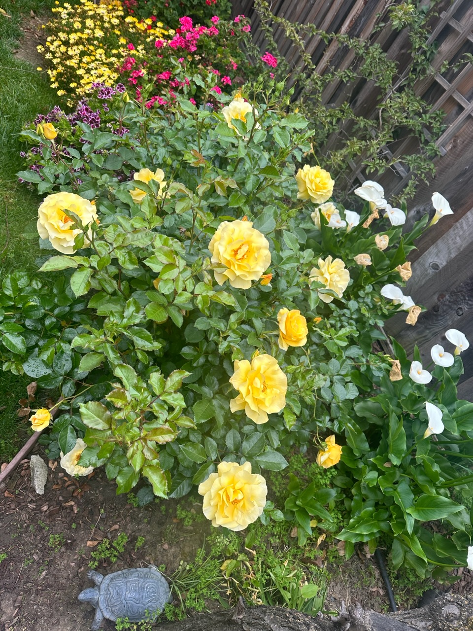 IMG_0581.jpeg