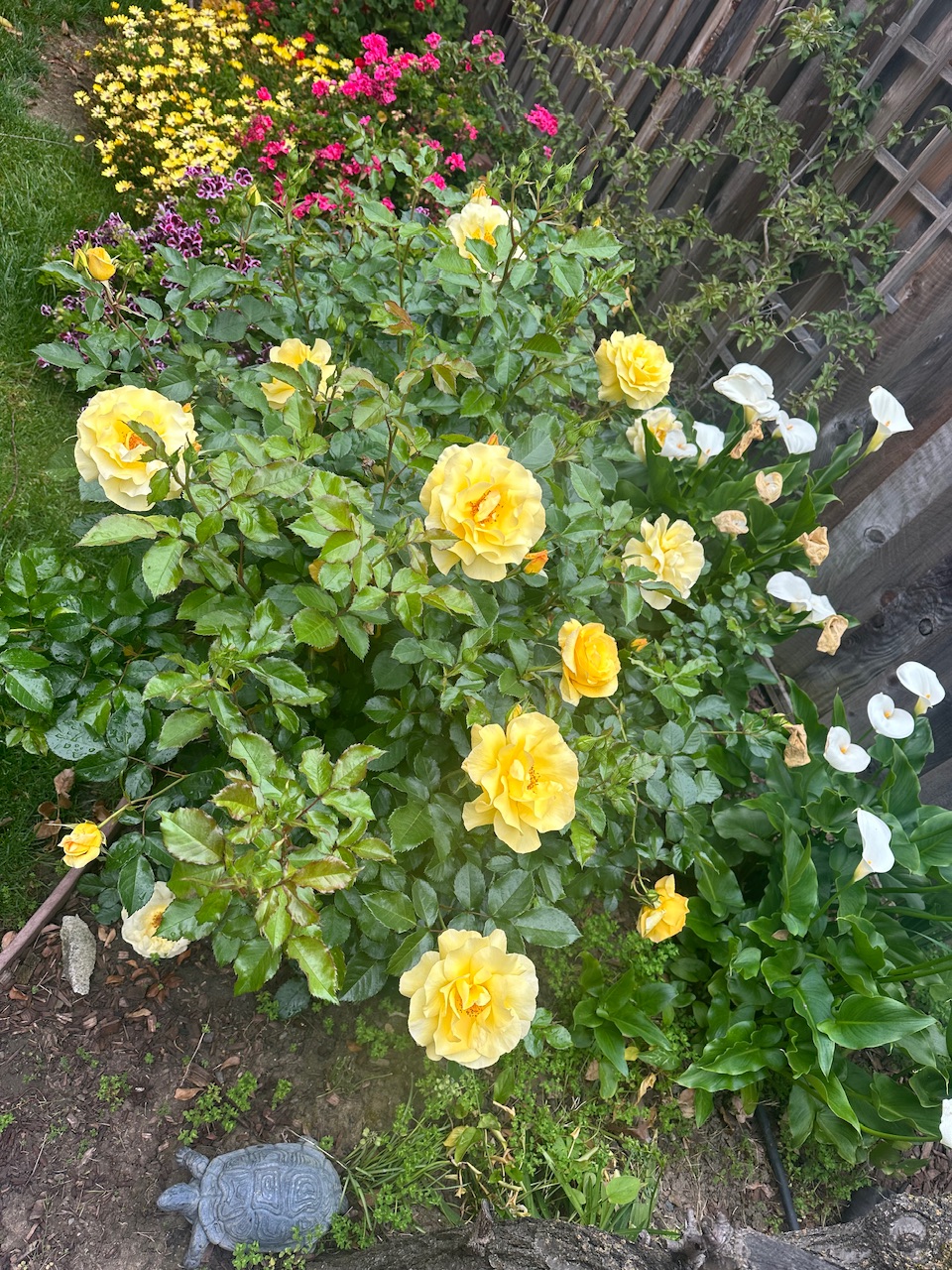 IMG_0581.jpeg