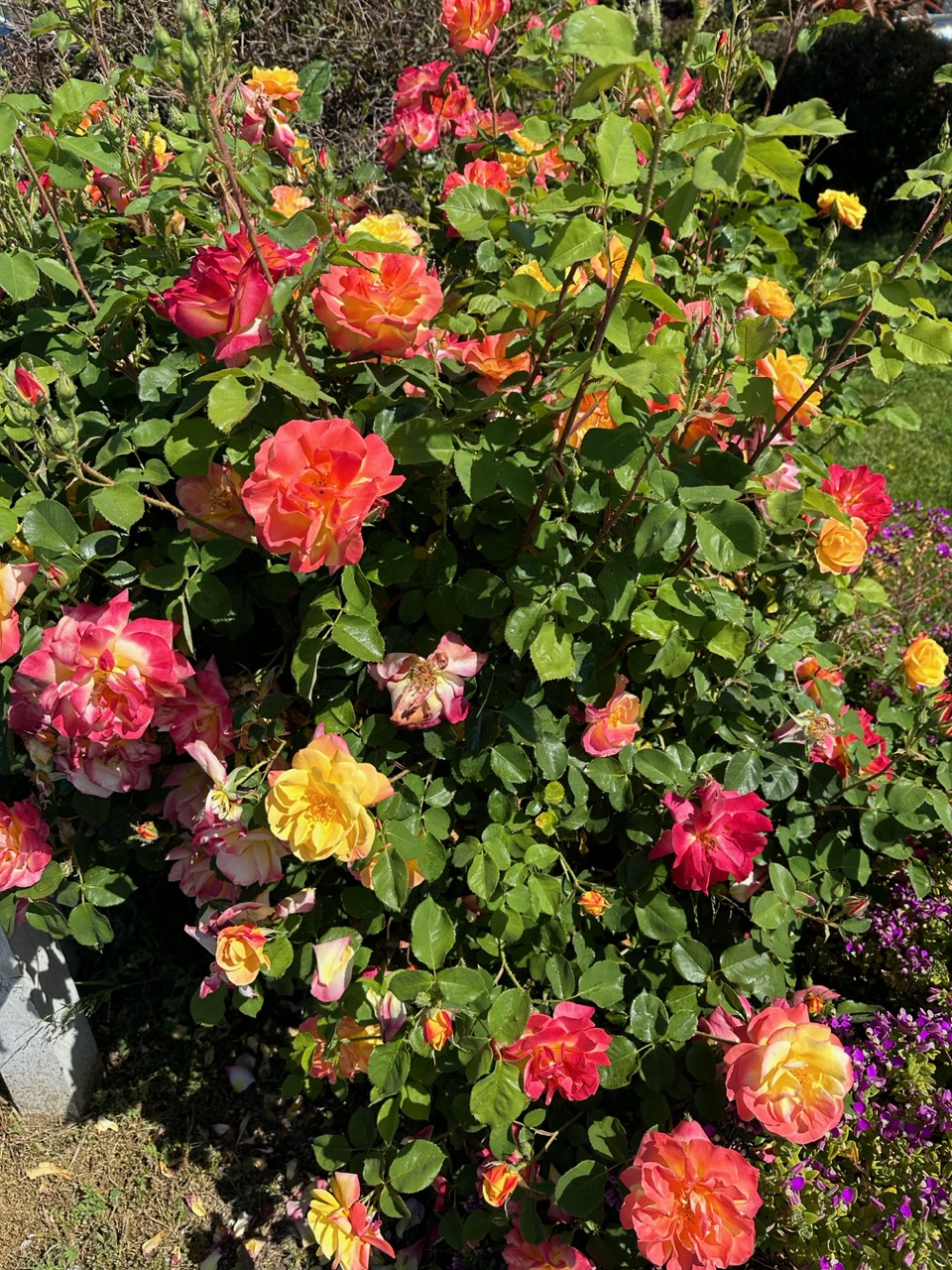 IMG_0591.jpeg