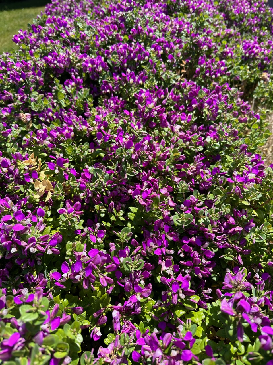 IMG_0592.jpeg