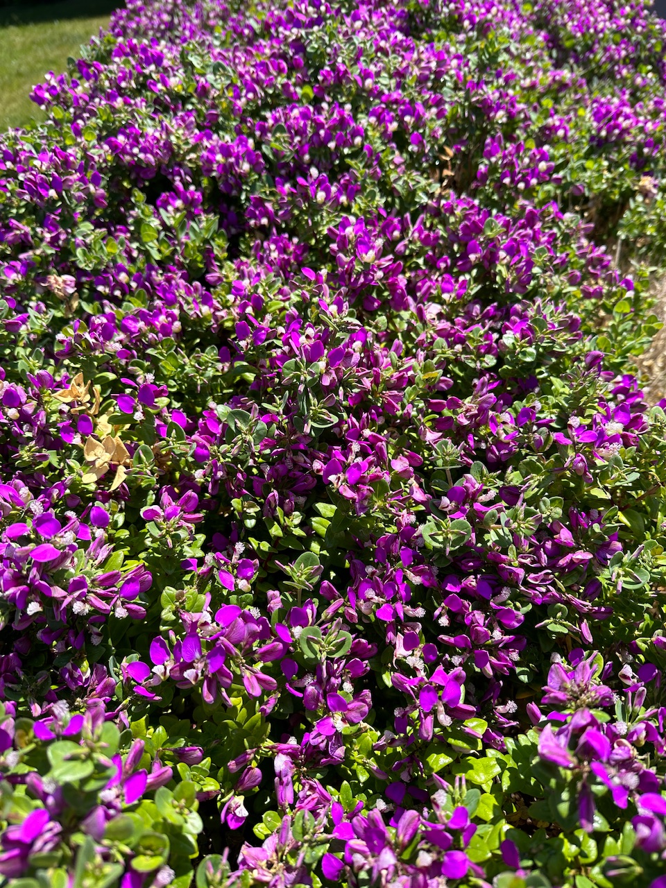 IMG_0592.jpeg