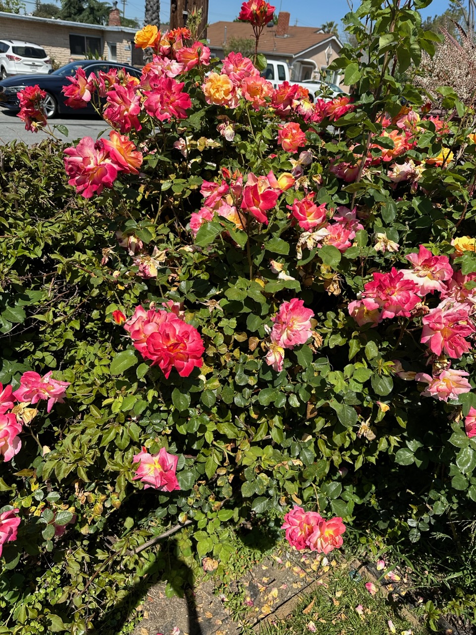 IMG_0595.jpeg