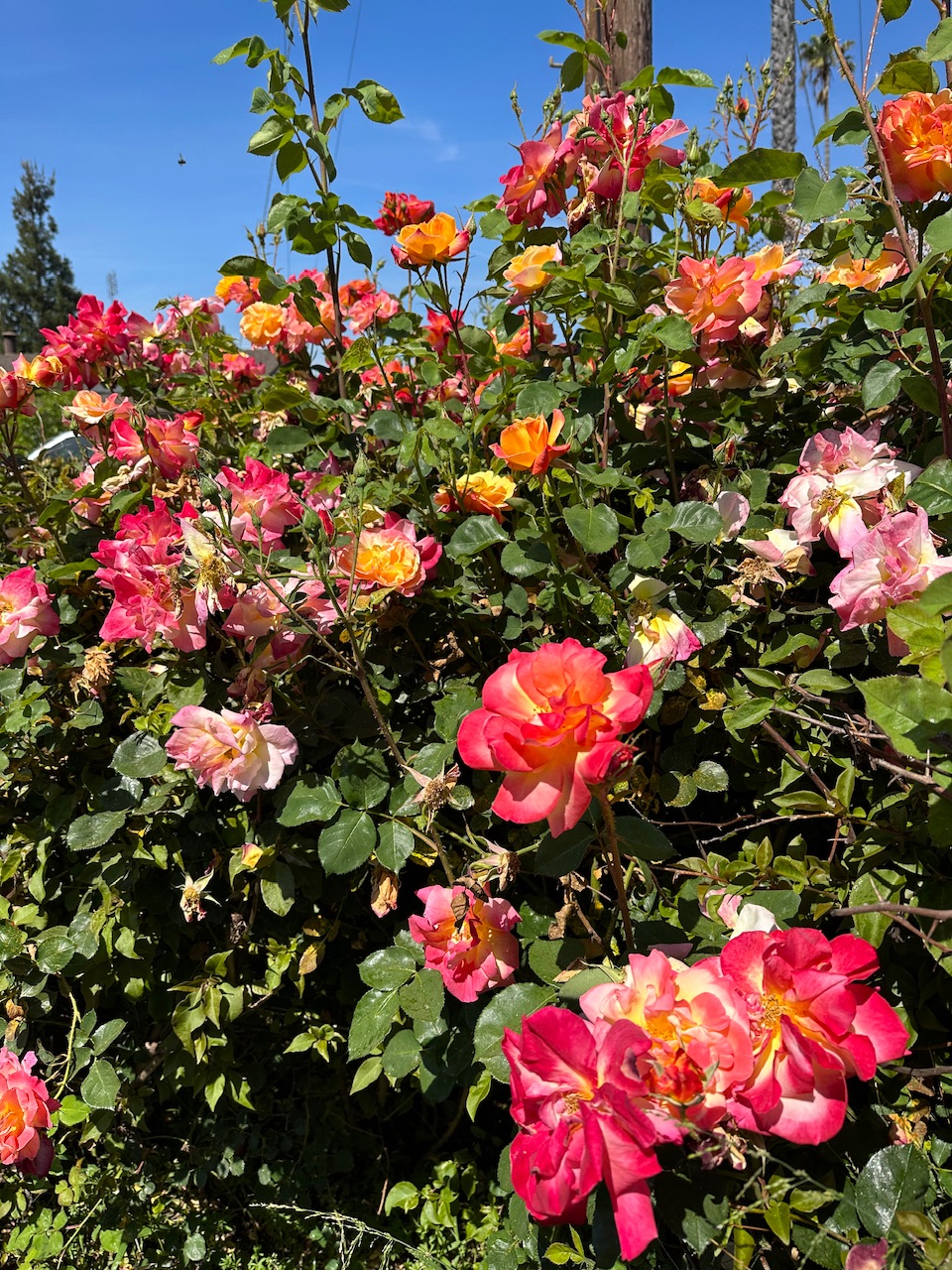 IMG_0596.jpeg