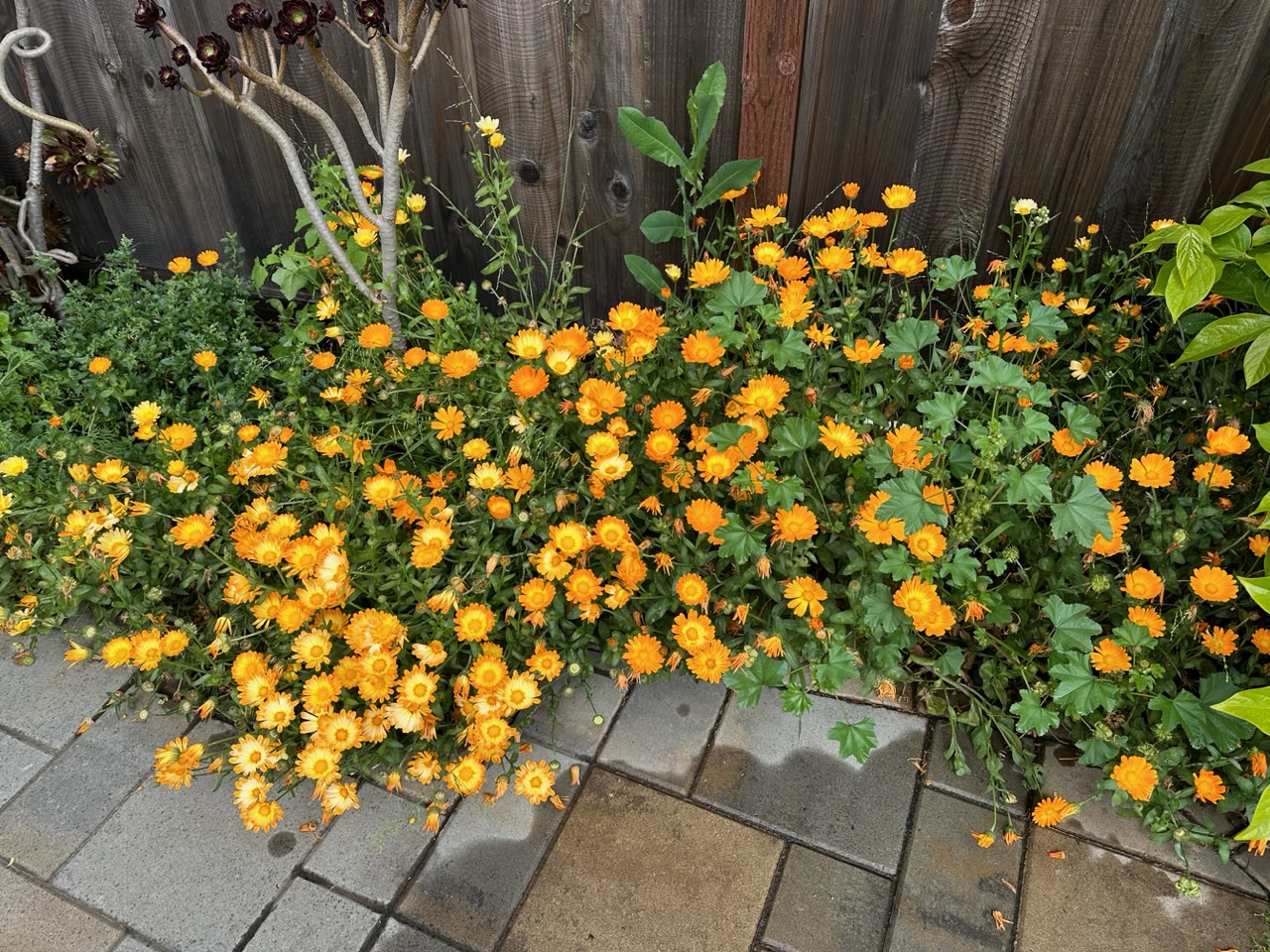 IMG_0628.jpeg