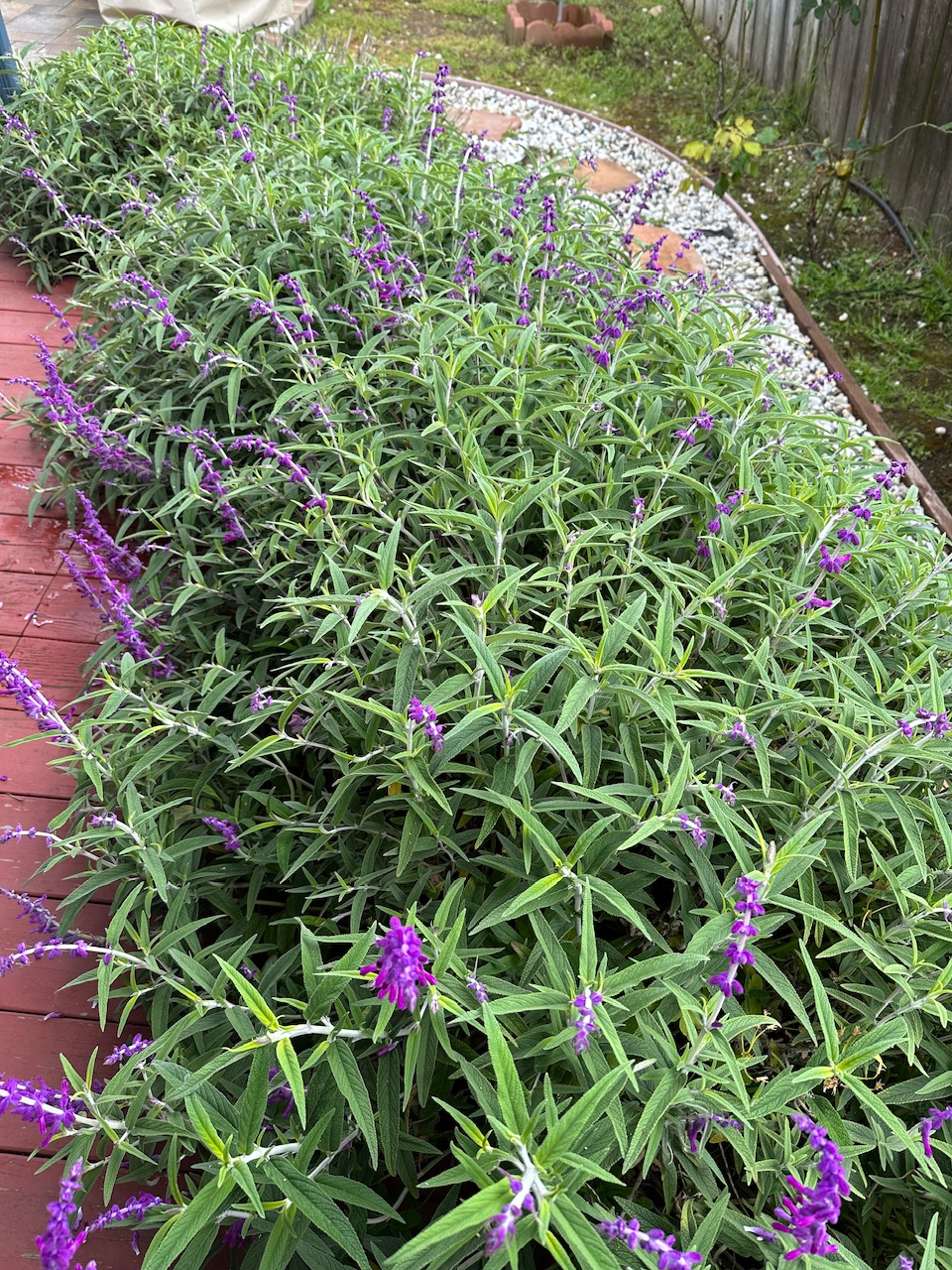 IMG_0632.jpeg