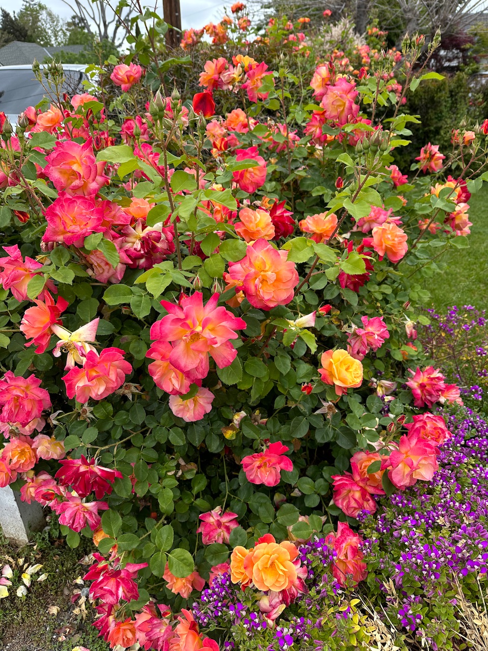 IMG_0665.jpeg