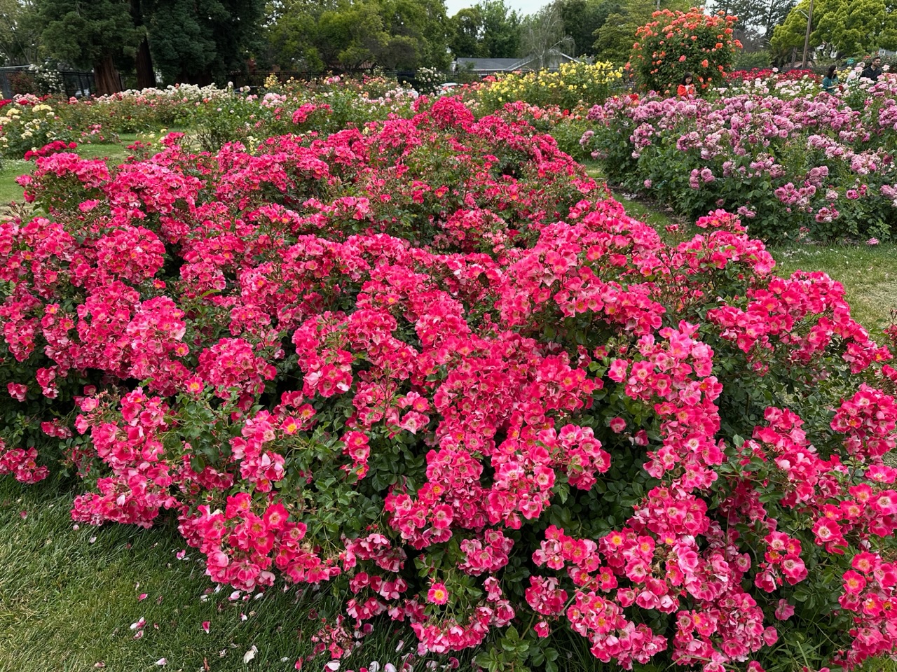 IMG_0803.jpeg