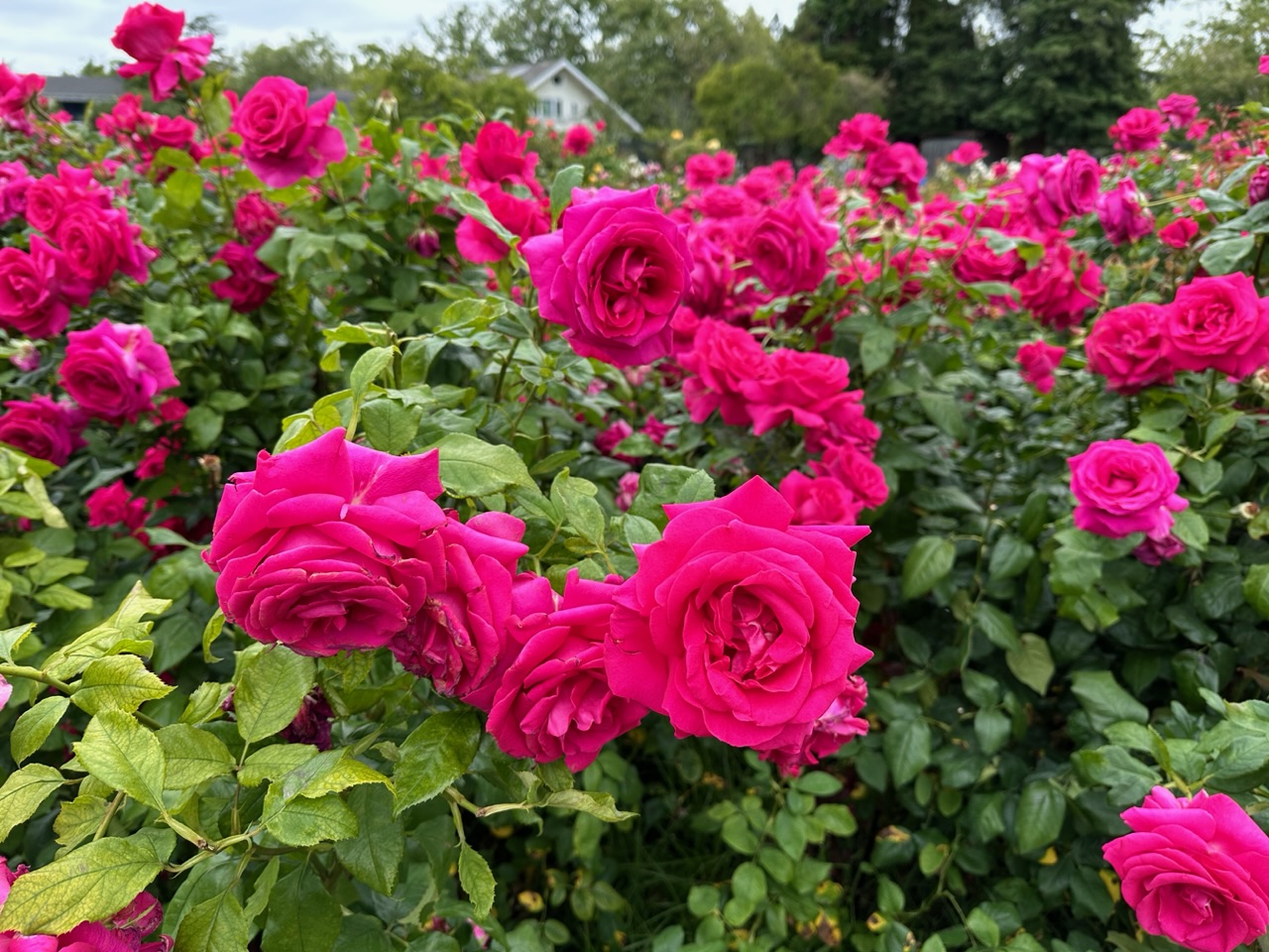 IMG_0805.jpeg