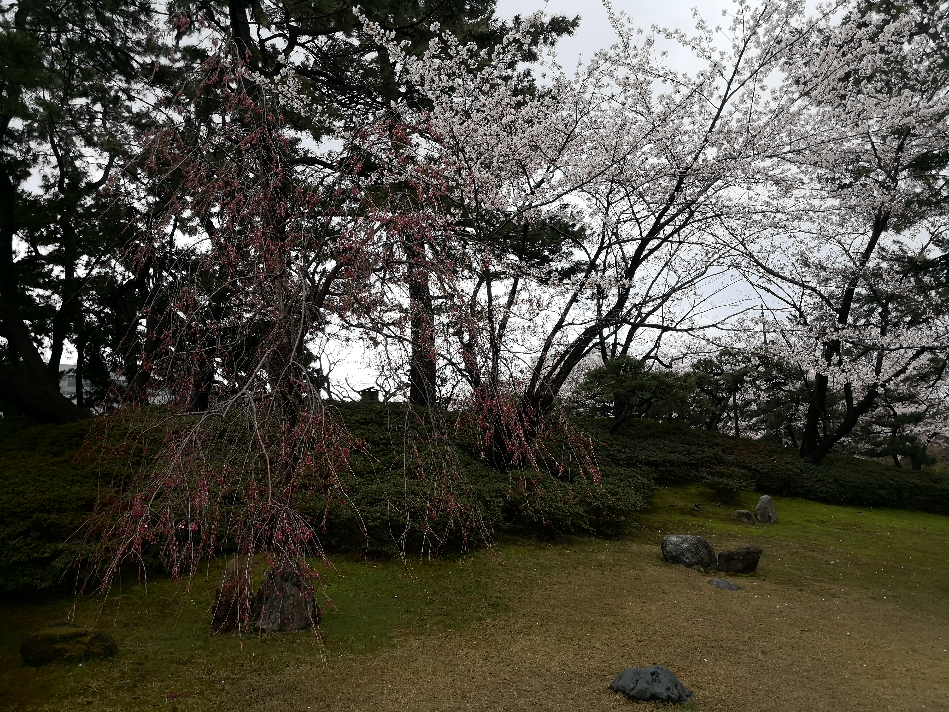 IMG_20180408_111207.jpg