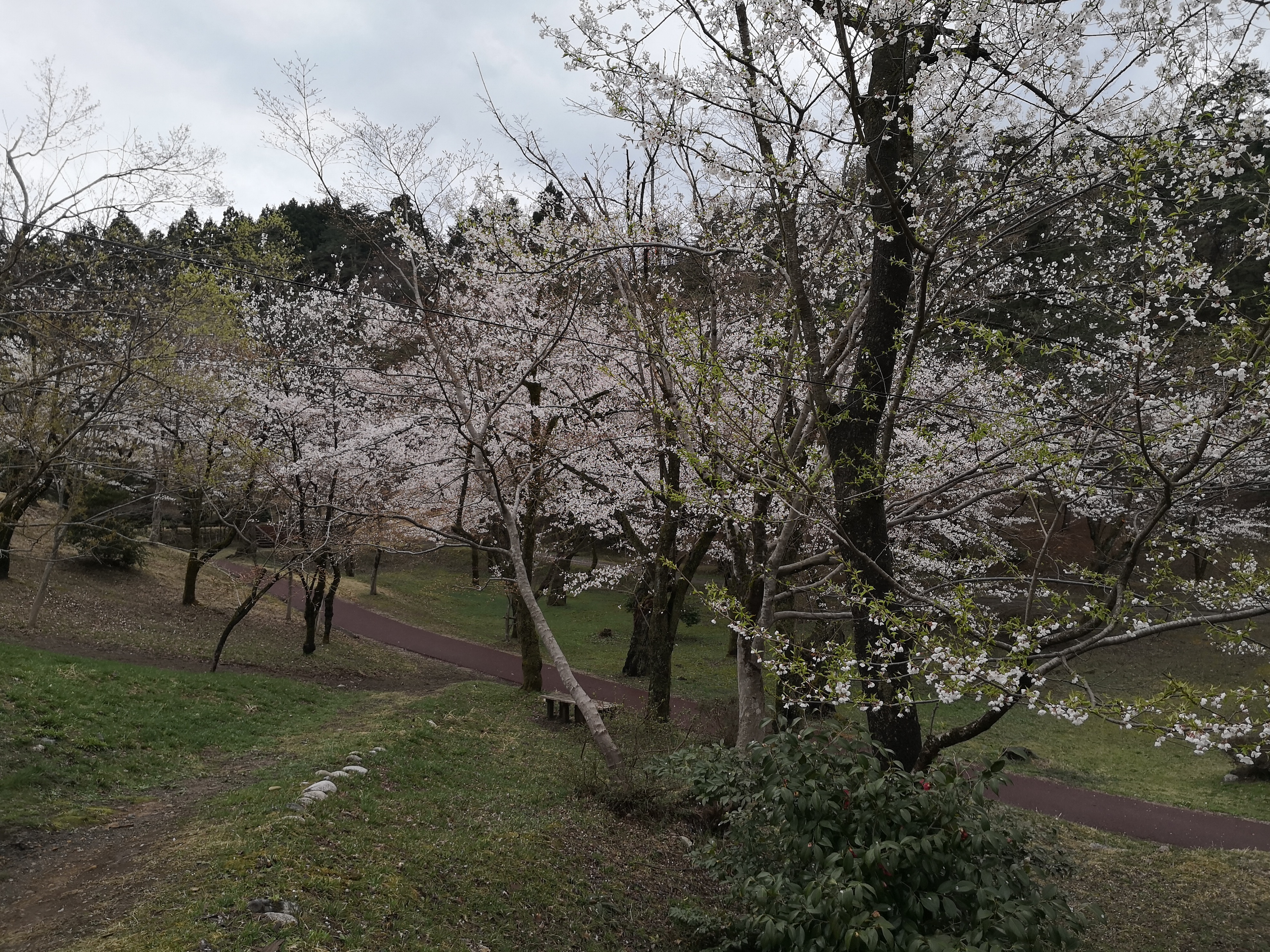 IMG_20180409_132716.jpg