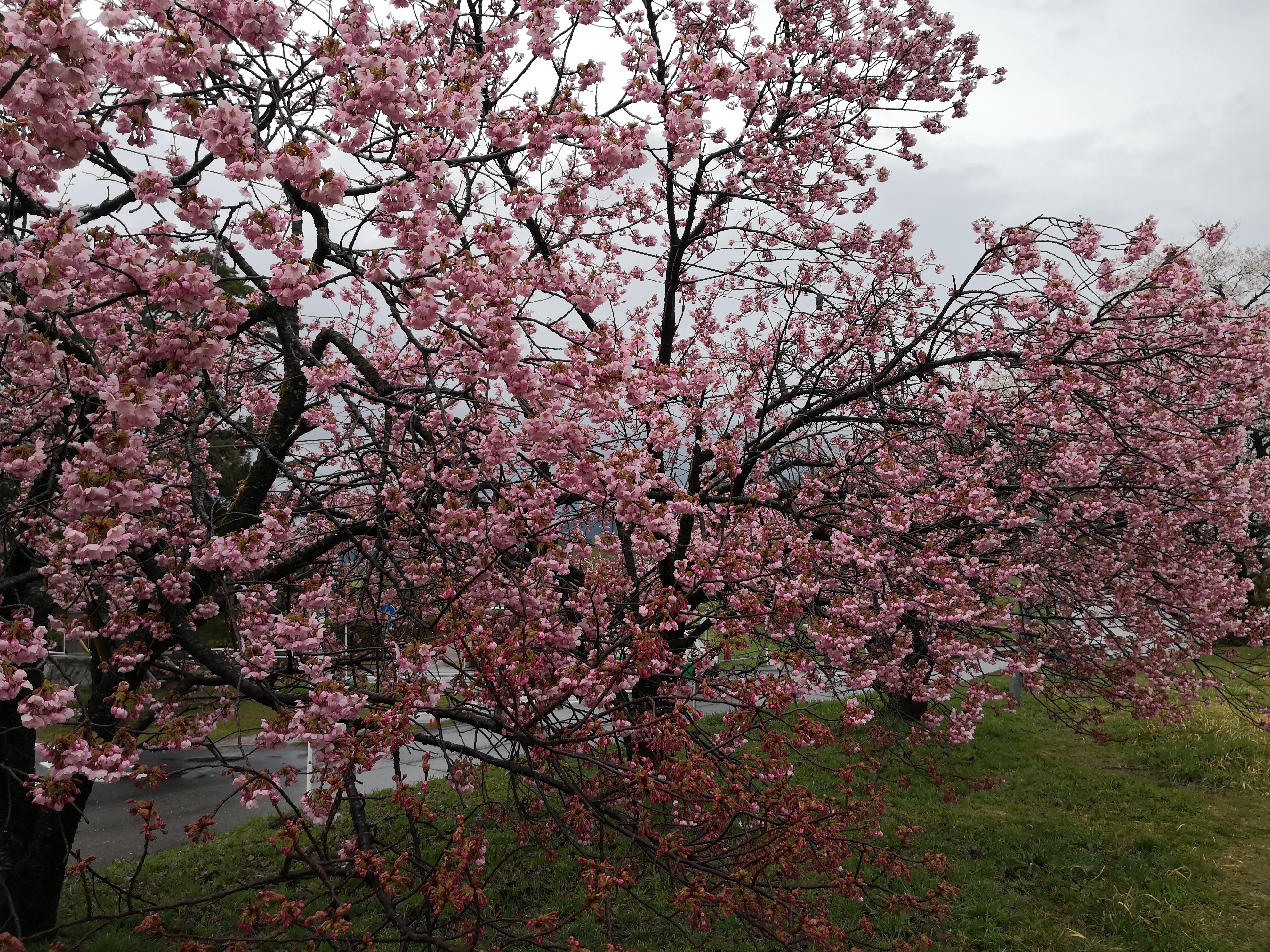 IMG_20180409_145504.jpg