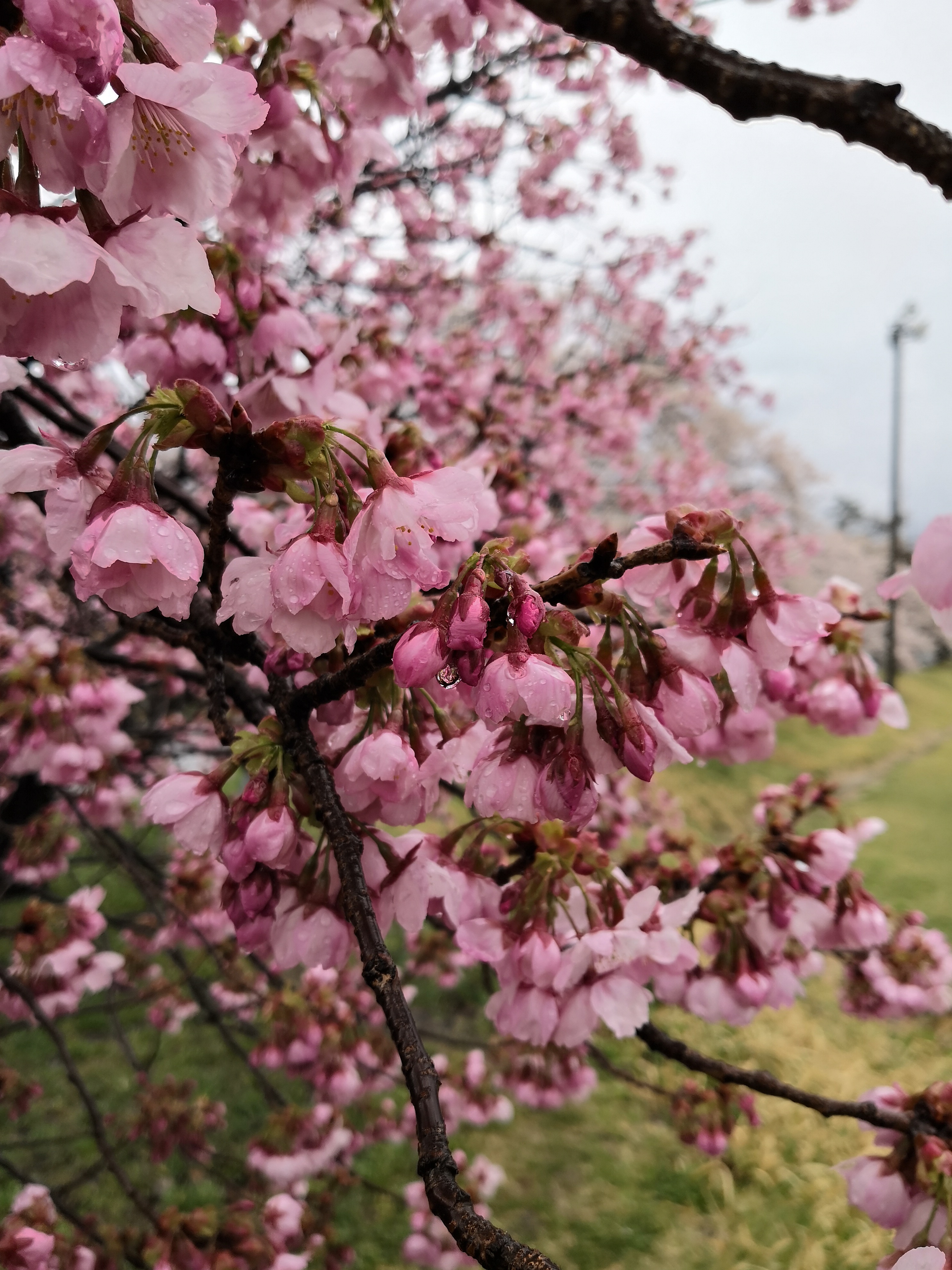 IMG_20180409_145527.jpg