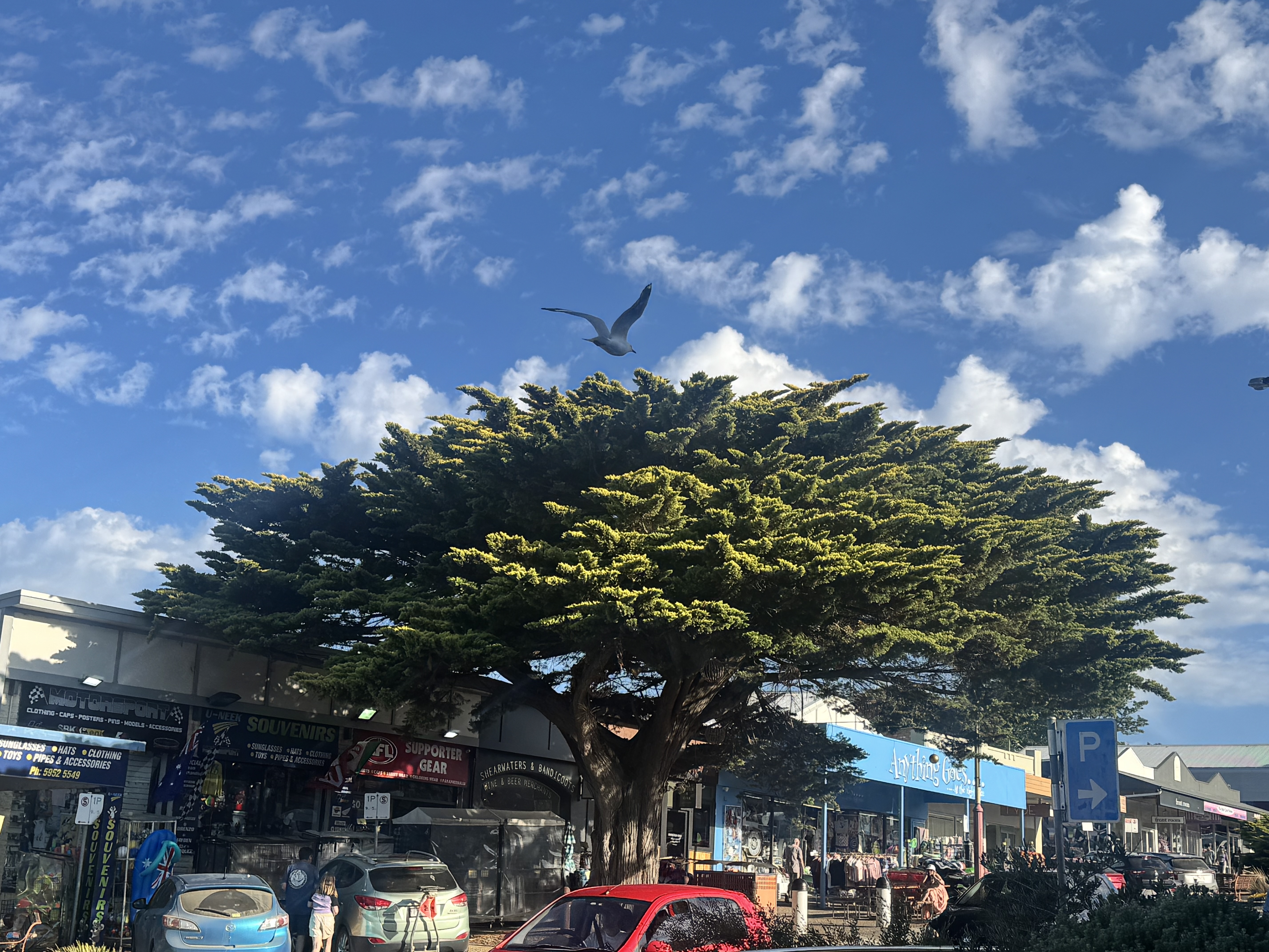 IMG_5620.jpeg
