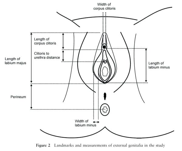 is-grande-available-in-my-area-diagram-of-vulva-vagina-measurements-and-anatomy-ariana-grande-...jpg