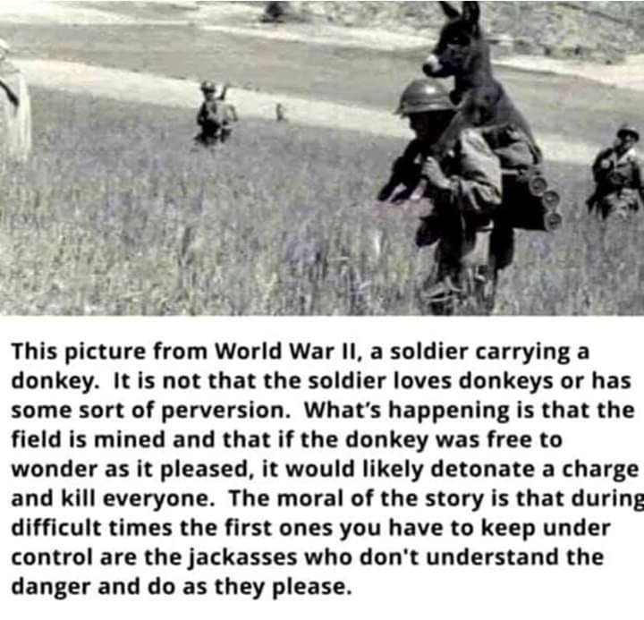 jackass.jpg