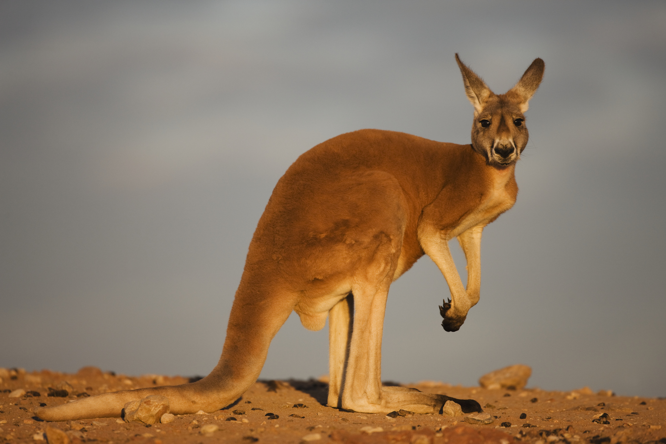 kangaroo-facts-1.jpg