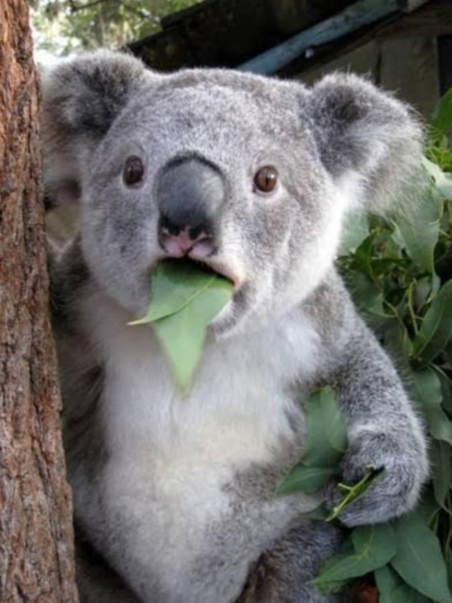 Koala.jpg
