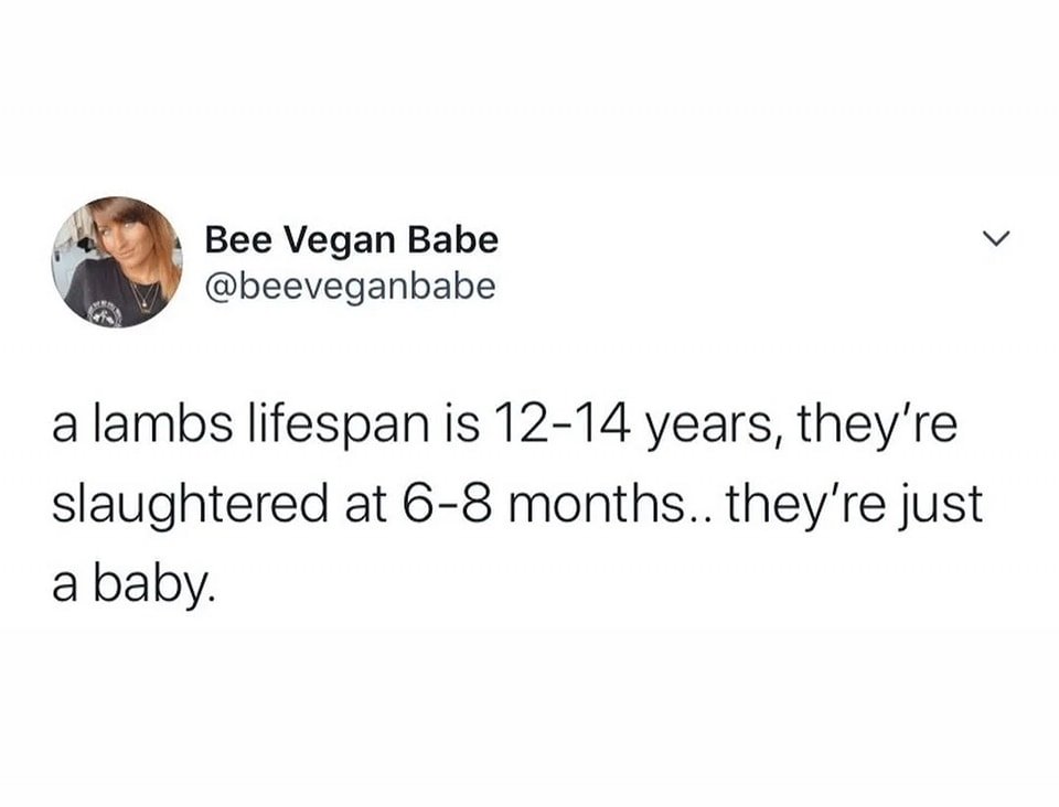lamb.jpg