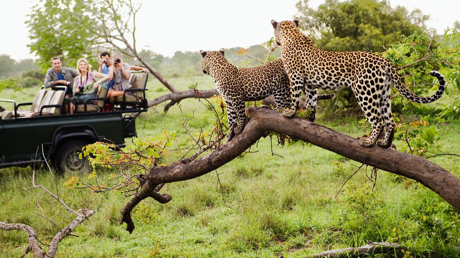 leopard-safari-south-africa.jpg
