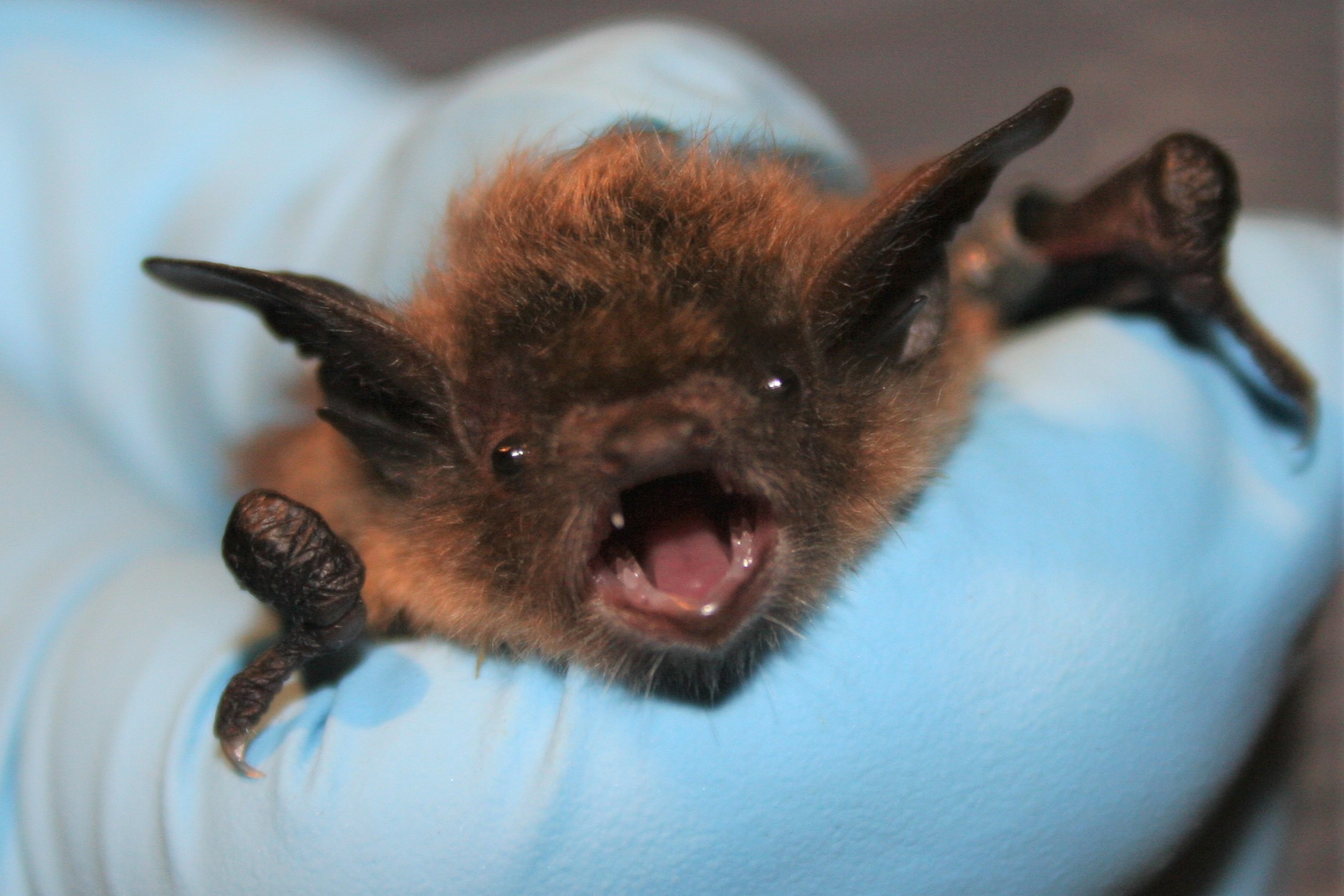 Little_brown_bat_face_closeup.jpg