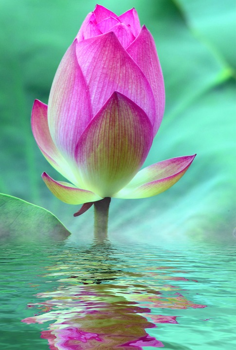 lotus-2573625_960_720.jpg