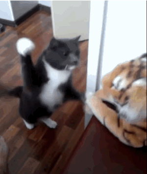 LR3TjfL.gif