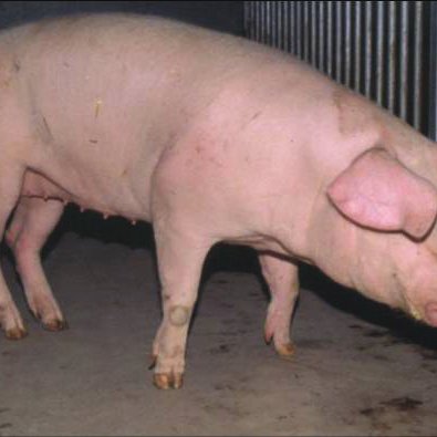 Multiple-leg-disorders-in-a-pig-left-Standing-under-position-in-the-hindlimbs-The_Q640.jpg
