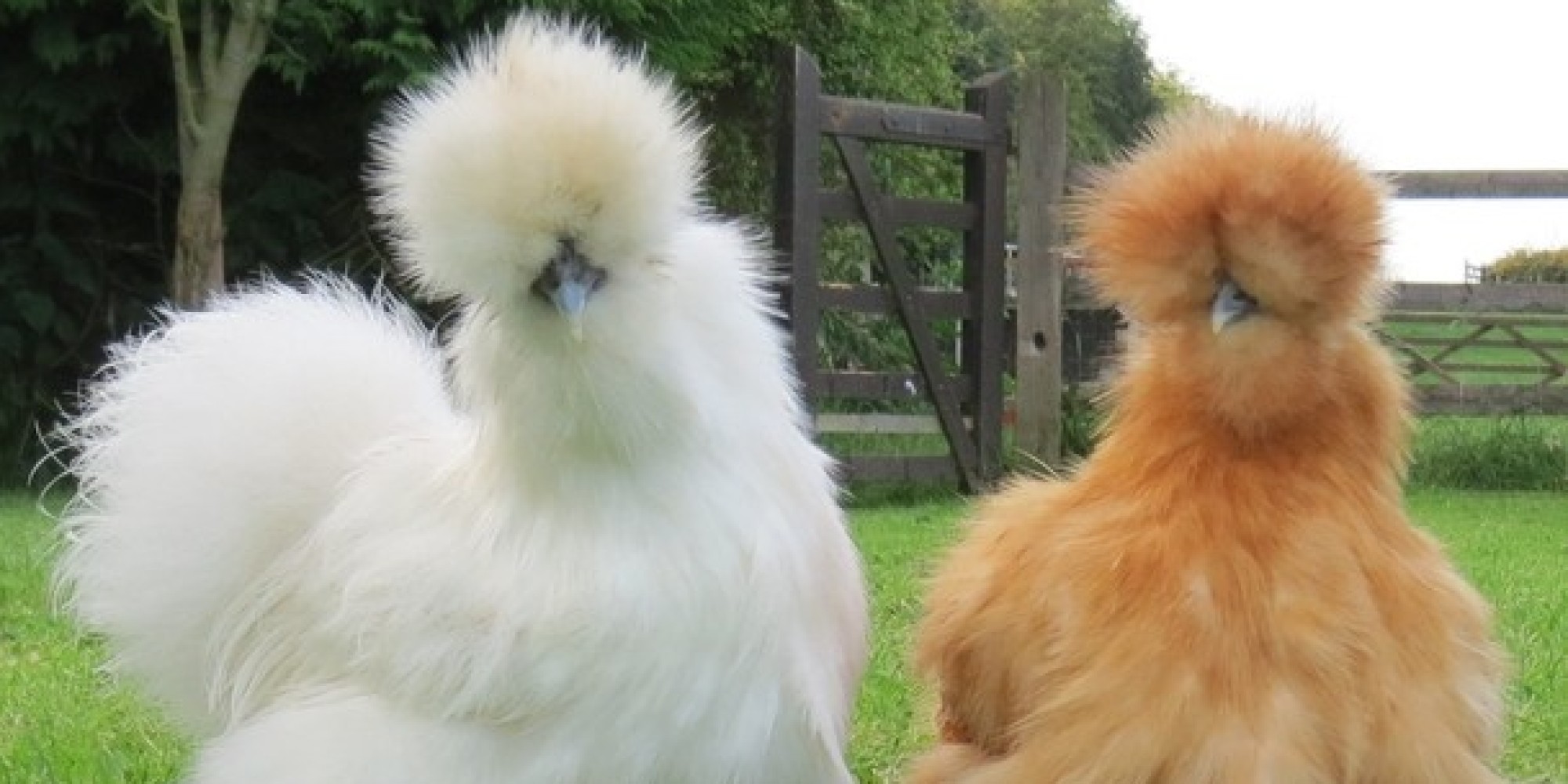 o-SILKIE-facebook.jpg