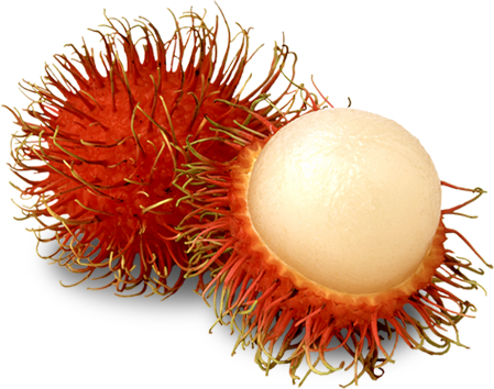 oem-rambutan-01.png