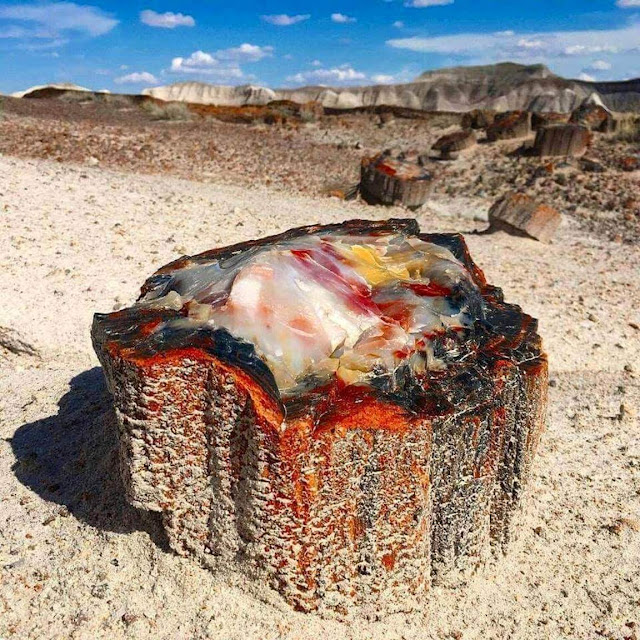 Opalized Petrified Wood (1).jpg