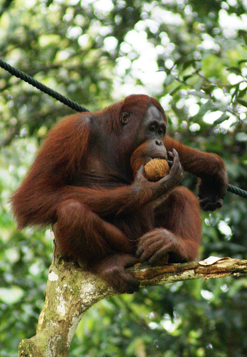 Orang_Utan.JPG