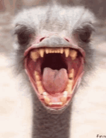 ostrich-ahhh.gif