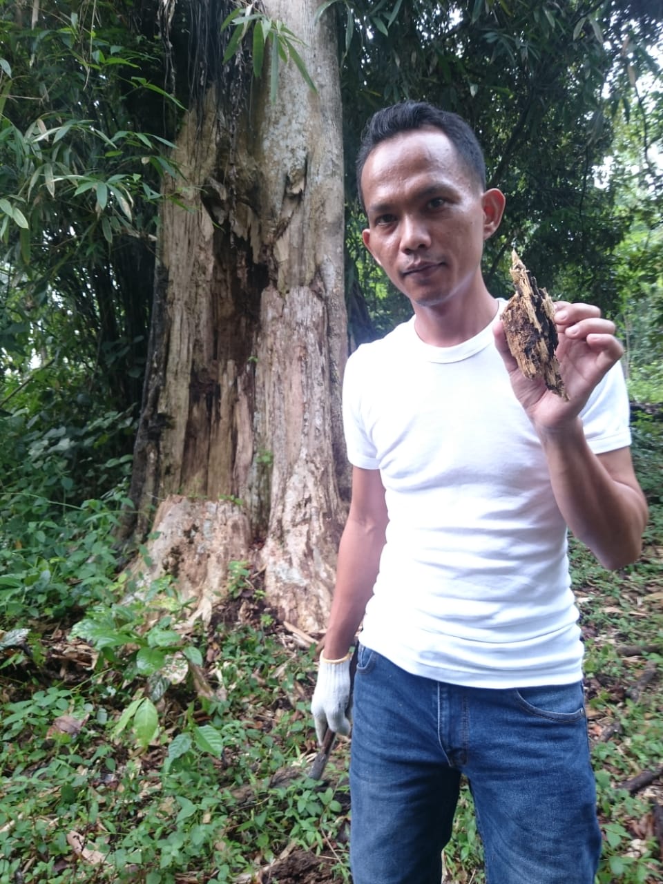 Our Oud Agarwood Gaharu 2.jpg