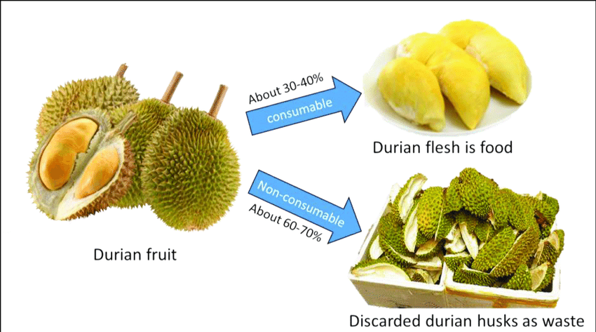 Parts-of-a-durian-fruit.png