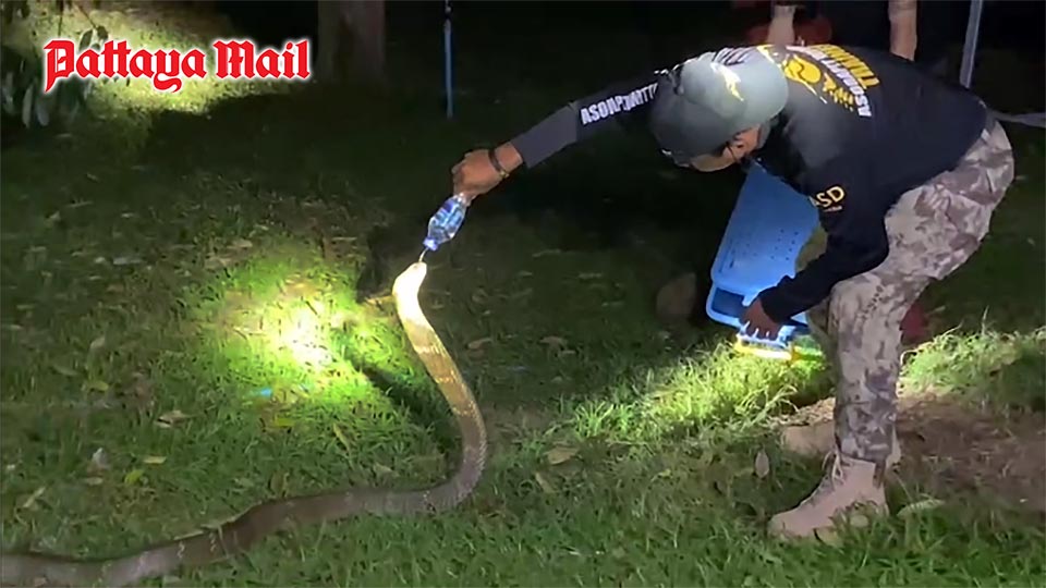 Pattaya-News-1-Huge-cobra-found-hiding-in-Chanthaburi-barn-pic-1.jpg