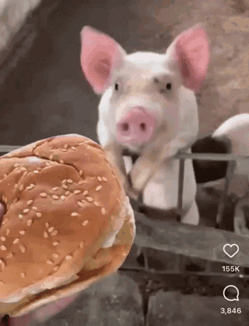 pig eats burger.gif
