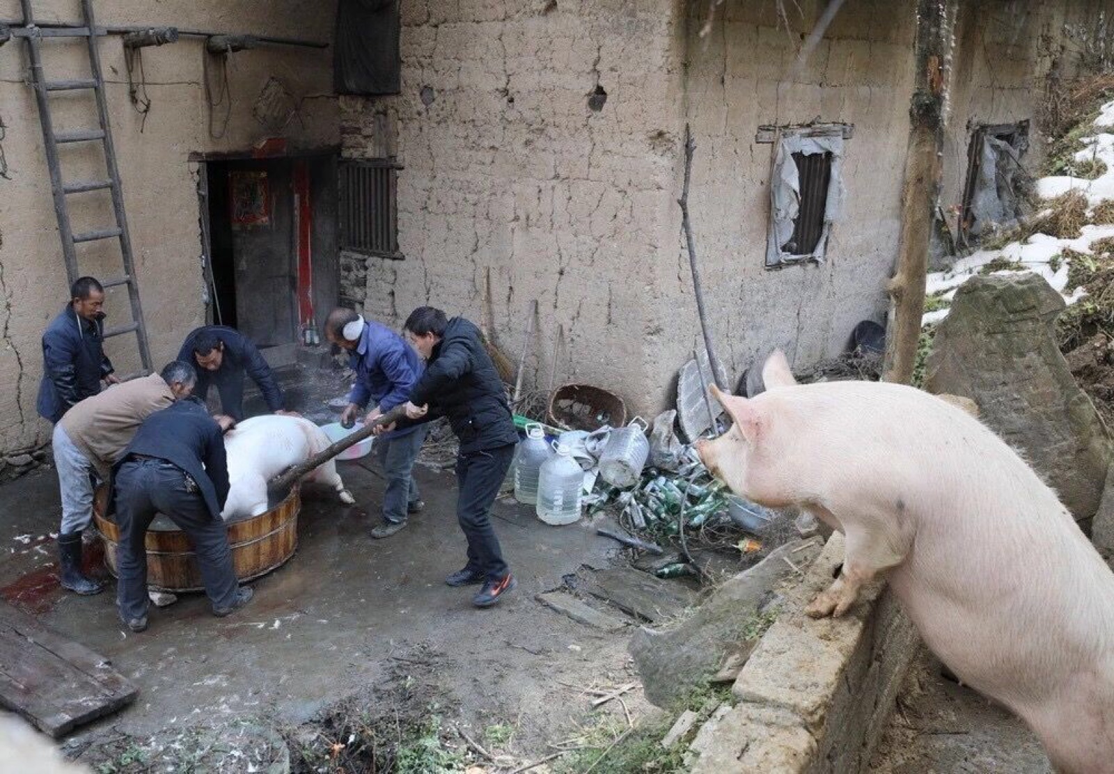 pig.JPG