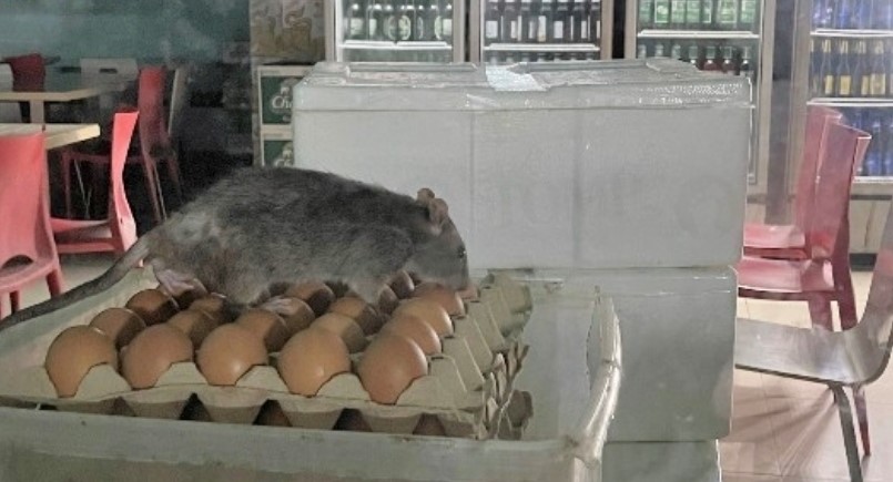 Rat.jpg