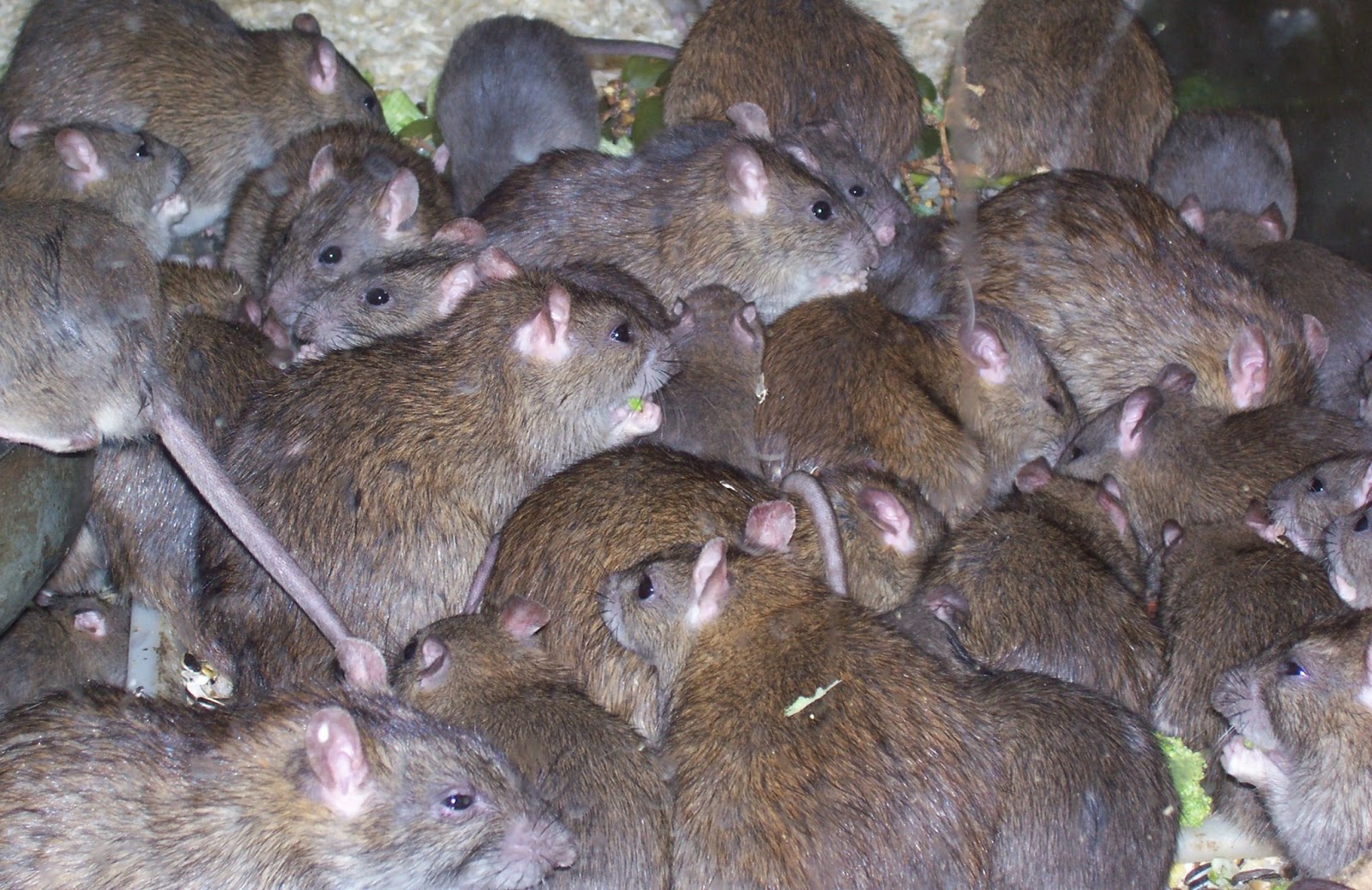 Rats - Caitlin Mitchell.jpg