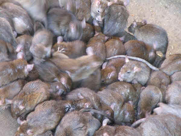 rats-lots.jpg