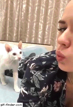 ROGsoRd.gif