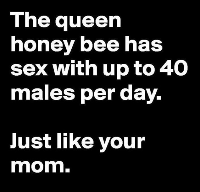sbf queen bee.jpeg