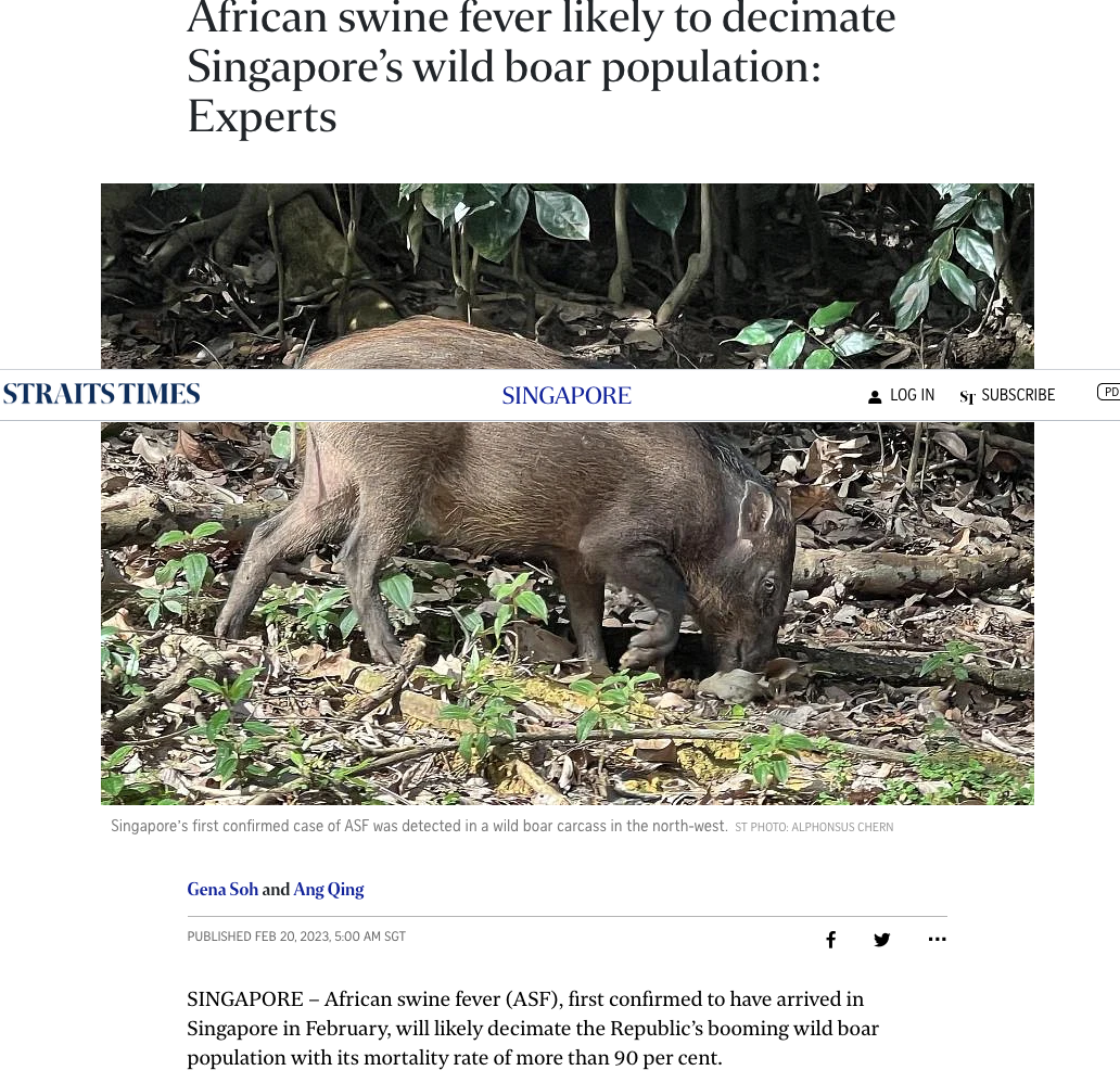 Screenshot 2023-02-21 at 15-22-50 African swine fever likely to decimate Singapore’s wild boar...png