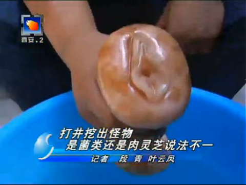 Sex-mushroom.png