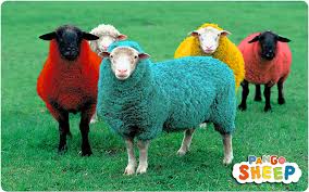sheep.jpg