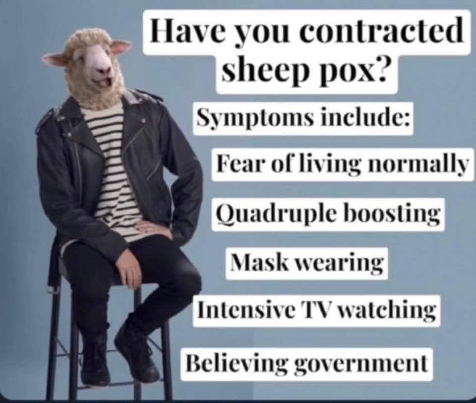 sheep.jpg